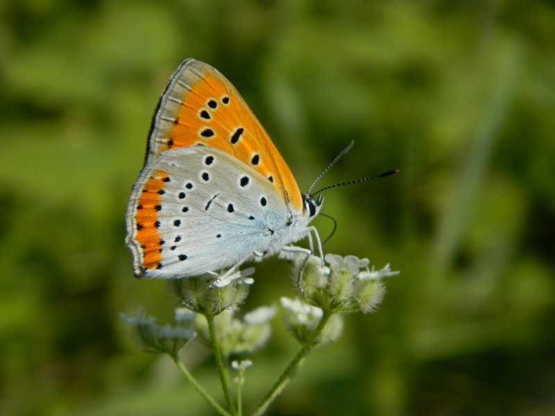 petit soleil  (Lycaena dispar ?)